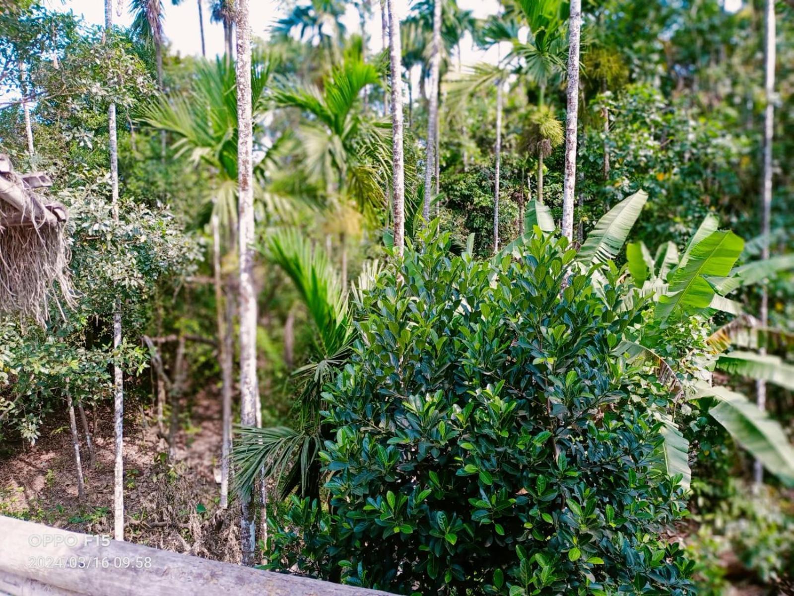 Streaming Valley Independent Coffee Estate Stay 马迪凯里 外观 照片